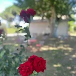 公寓 Du Mas - Provencal Avec Jardin Commun
