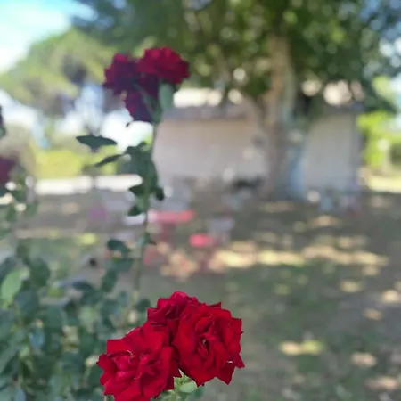 Daire Du Mas - Provencal Avec Jardin Commun